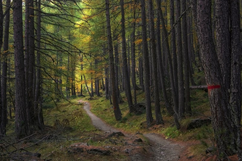 Enchanted Forest Path